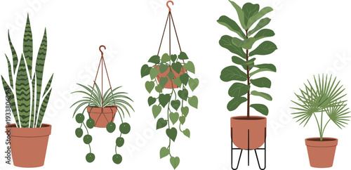 Indoor houseplants collection with snake plant hanging vine fiddle leaf fig and palm flat vector illustration set