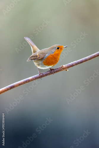 Rotkehlchen Erithacus rubecula auf Zweig sitzend mit schönem Hintergrund, vertikal