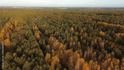 Wallpaper Mural Aerial forest scene with vibrant fall tones Torontodigital.ca