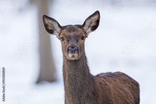 Weiblicher Rothirsch Cervus elaphus im Winter
horizontal
