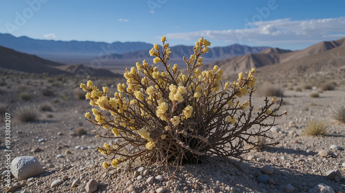 Creosote Bush, Larrea tridentata, plant shown in Death Valley National Park, California.