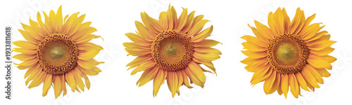 three sunflower heads isolated on white background.