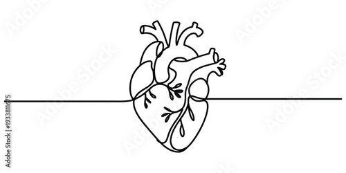 Anatomical human heart illustration in a minimalist continuous line drawing style on white