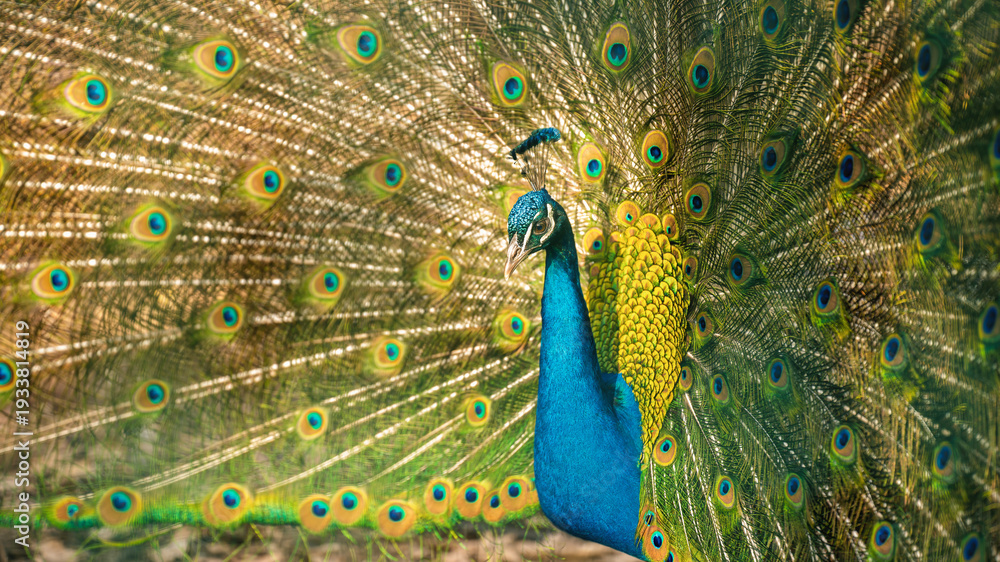 Obraz premium peacock with feathers