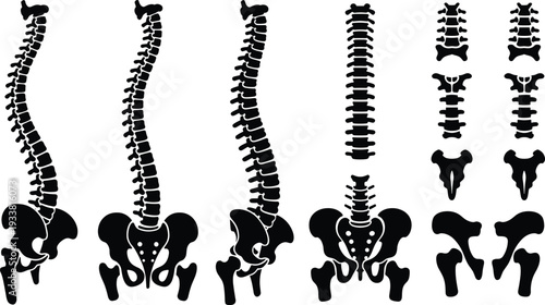 Human spine and pelvis anatomy silhouette set with vertebral column and skeletal structure isolated black and white vector medical illustration collection