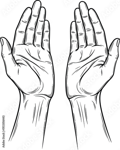 Black and white line drawing of two human hands palm‑up with detailed creases, fingers extended, symbolizing anatomy, palmistry, gesture, and artistic reference illustration.