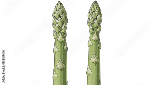 Two fresh green asparagus spears standing upright, showing the textured tips and scaled stalks in a detailed vector illustration.
