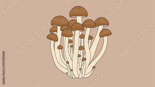 Large cluster of fresh brown shimeji mushrooms with long stems and rounded caps for use as a healthy cooking ingredient.