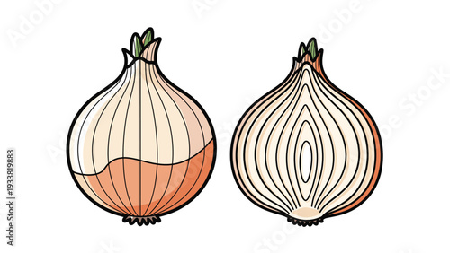 Fresh yellow onion shown as a whole bulb with dry skin and a vertical cross section revealing the internal layers.