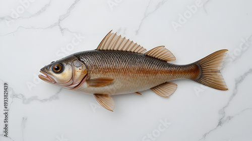 Fish maw on white background