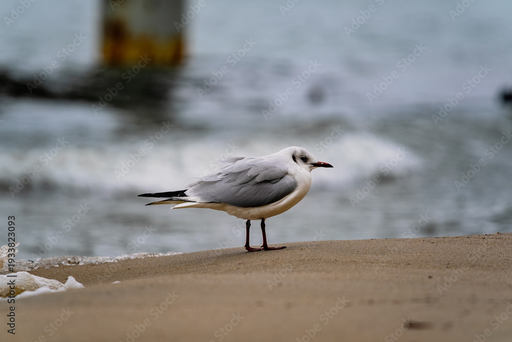 Fototapeta premium Seagull stands on wet beach sand near ocean waves. Bird next to the sea, wildlife at the coast background