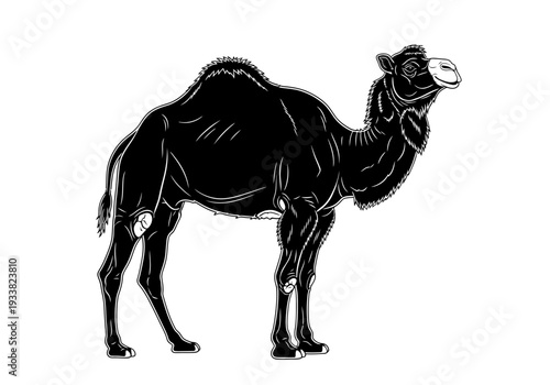 A black and white illustration of a camel standing on a white background