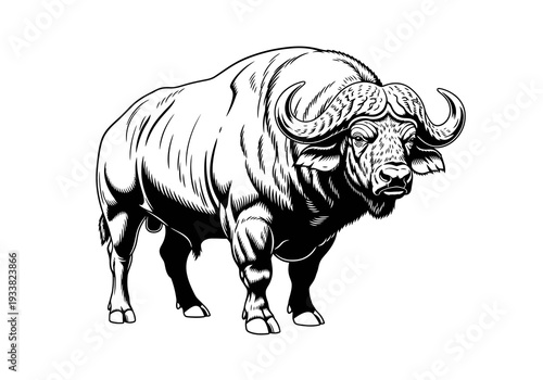 A black and white illustration of a Cape buffalo It has large horns muscular body standing on four legs