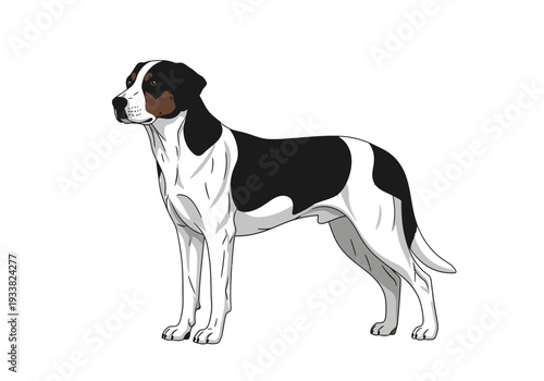 A dog is depicted with a black head ears and back and white body standing against a white backdrop