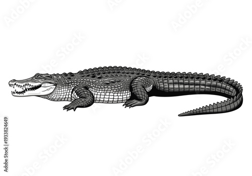 A grayscale illustration of a crocodile lying on a white background It has a long snout and a long tail
