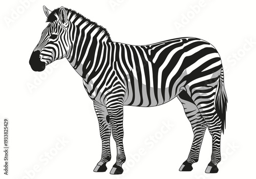 A zebra stands facing left on a white background its black stripes detailed