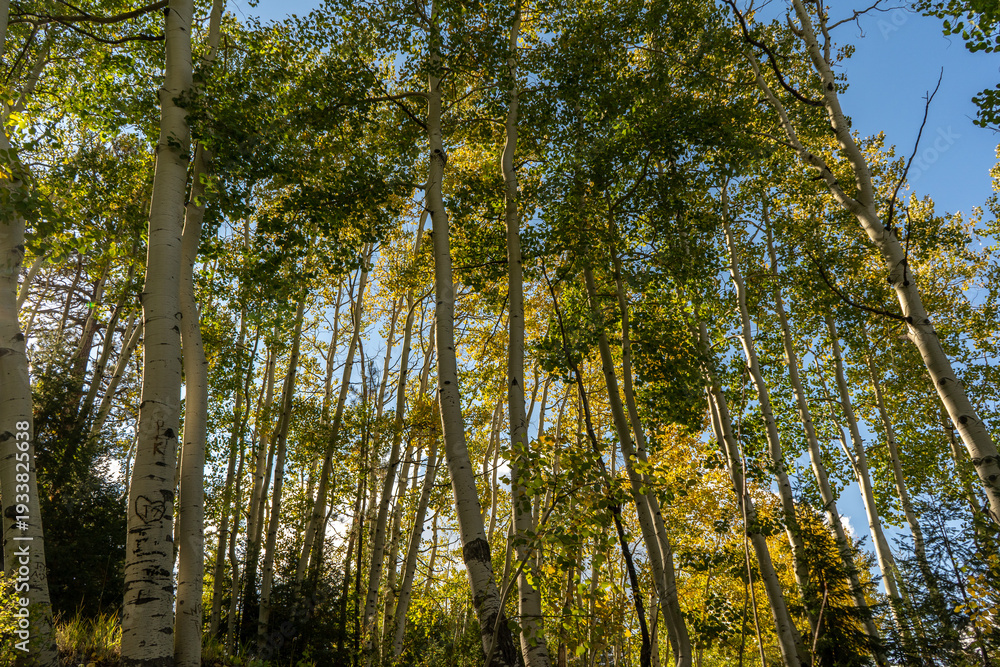 Fototapeta premium Sunny autumn forest canopy with sunlight filtering through yellow aspen trees.