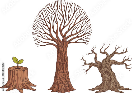 Tall bare brown tree with intricate branching pattern and wide textured trunk isolated on white