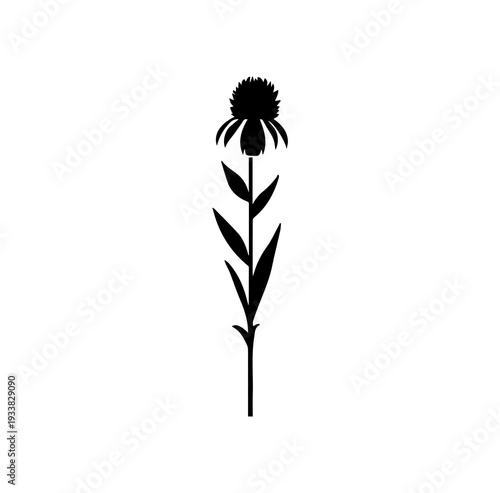 Fotografi Echinacea coneflower silhouette black botanical vector icon.