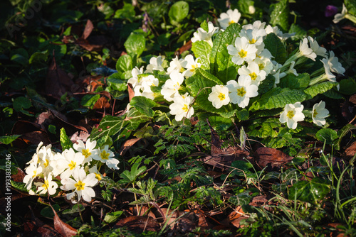 Canvas Print First primroses of spring in a garden.