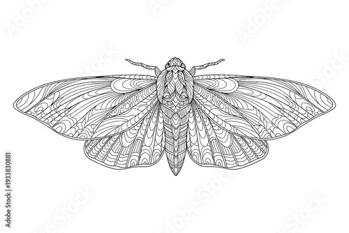 Intricate Moth Line Art Illustration – Symmetrical Insect Coloring Page