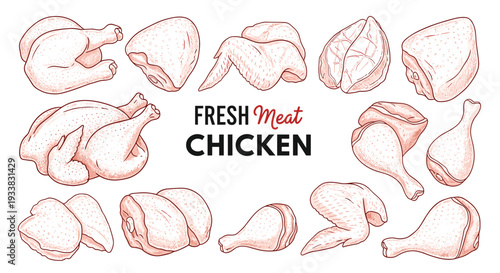 Detailed collection of fresh chicken meat cuts and whole carcasses in a vintage hand drawn black and white sketch.