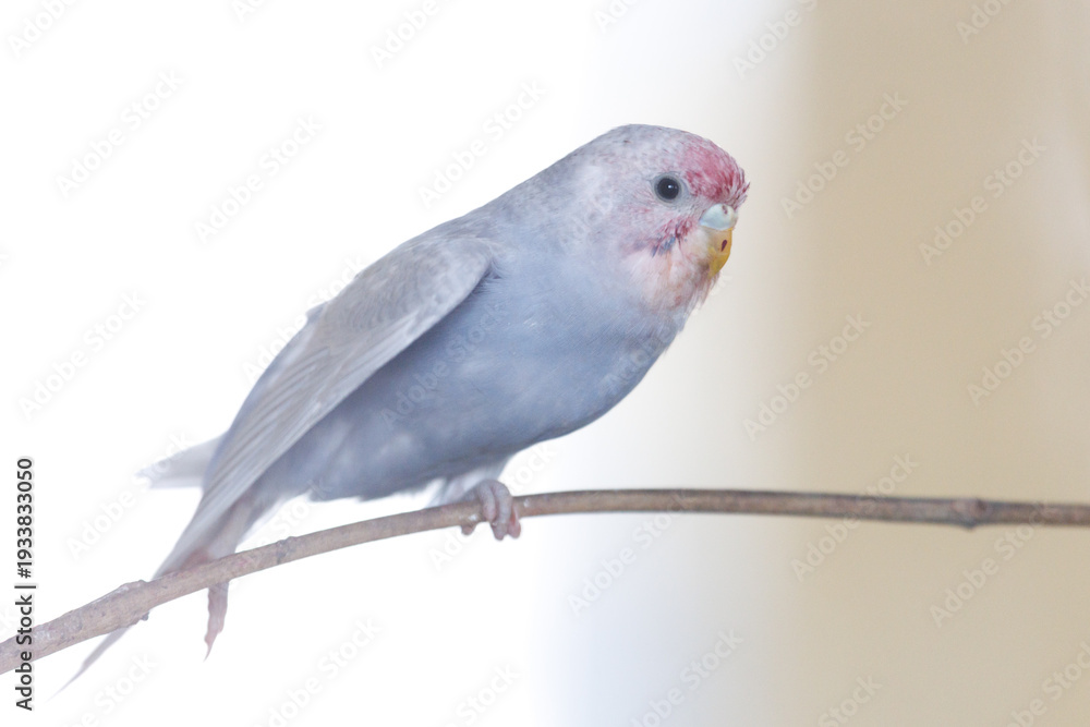 Fototapeta premium A blue budgerigar sits on a branch