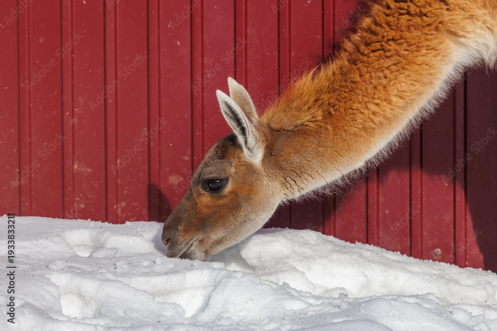 Fototapeta premium A brown and white llama is eating snow