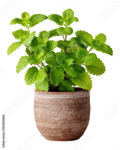Lemon Balm Herb in Terracotta Pot, Isolated