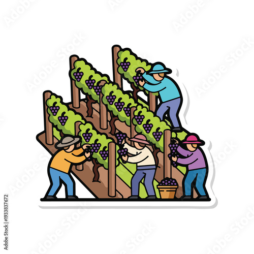 Farmers harvesting ripe grapes on a vineyard with lush green leaves from a high viewpoint