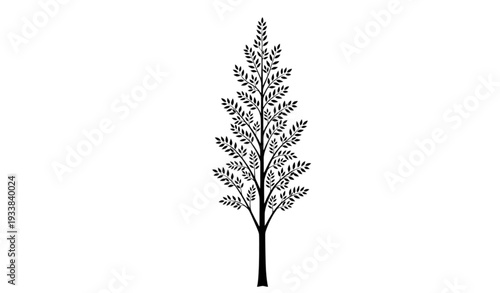 Tall slender tree silhouette with detailed leaf structure vector illustration isolated on transparent background