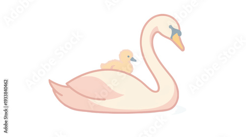 Swan with a baby cygnet resting peacefully on her back