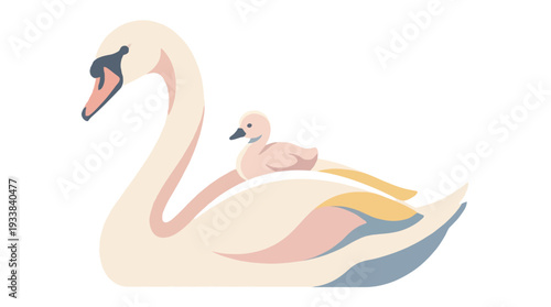 Mother swan with a baby cygnet riding on her back