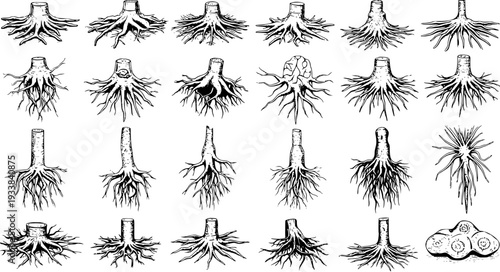 Detailed Black and White Hand-Drawn Illustration of Various Tree Root Systems and Stumps, Showcasing Diverse Botanical Structures and Underground Growth Patterns