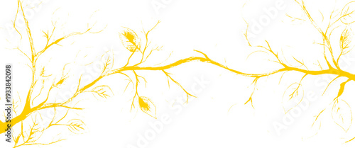 Yellow tree branch with delicate leaves on a white background