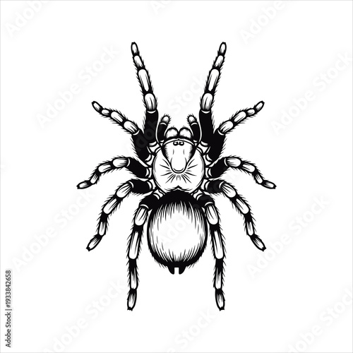 Detailed Tarantula Spider Sketch Vector Illustration
