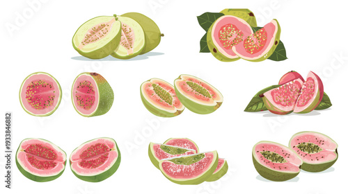 Guava clean vector illustration of half-sliced guava showing seeds, fresh tropical fruit