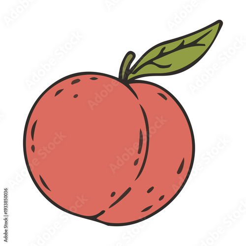 Hand-drawn Peach Illustration