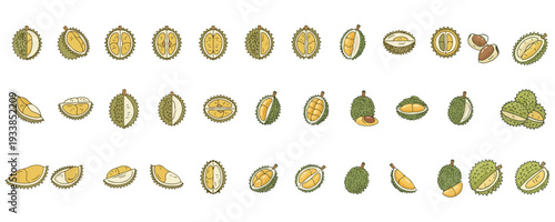 Durian Fruit Illustration Set