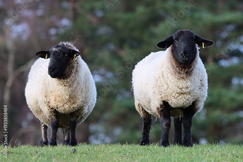 Obraz na płótnie Suffolk sheep in a field