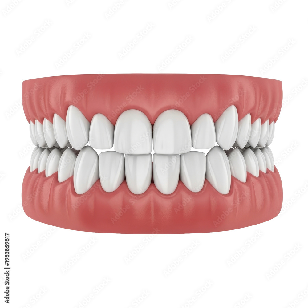 Obraz premium A set of white teeth with red gums in a dental model