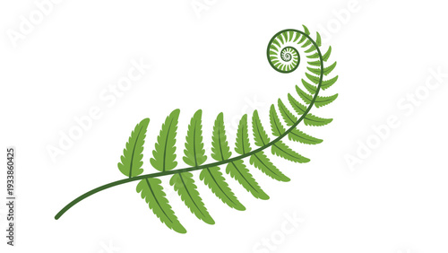 Simple vector illustration of a single green fern frond uncurling, isolated on a clean and bright white background.