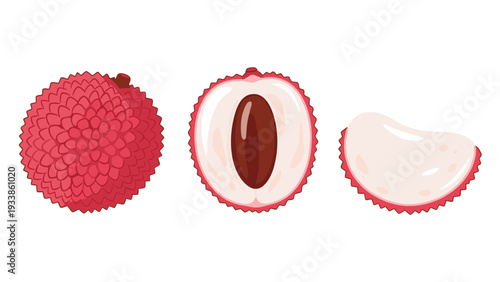 Set of lychee fruit illustrations, including a whole fruit, a cross-section showing the seed, and a piece of peeled pulp.