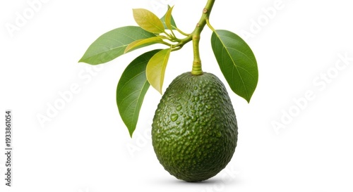Fresh avocado hanging from its tree branch with green leaves and small flowers