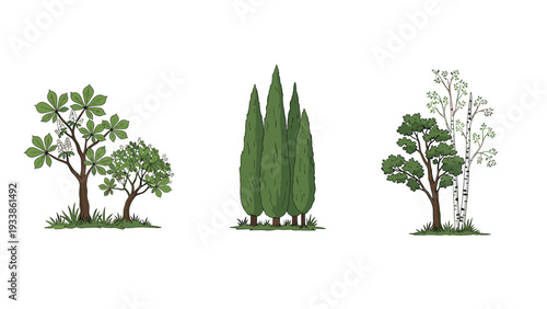 Set of three distinct tree illustrations: a horse chestnut, a group of Italian cypresses, and an oak with a birch tree.
