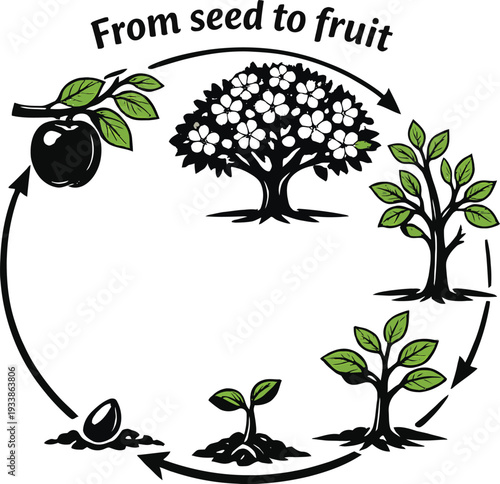 Silhouette of fruit tree growth stages from seed to fruit in a circular cycle