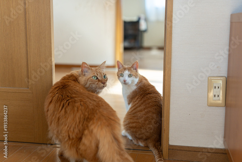 仲良く座る可愛い二匹の猫