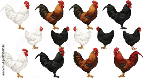Rooster and Hen Farm Chicken Set Realistic Poultry Birds Collection Vector Illustration