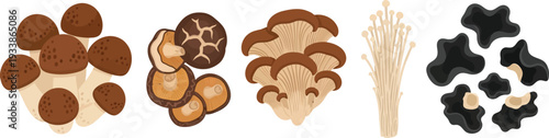 Edible mushroom variety including shiitake oyster enoki and wood ear species for botanical and culinary design projects