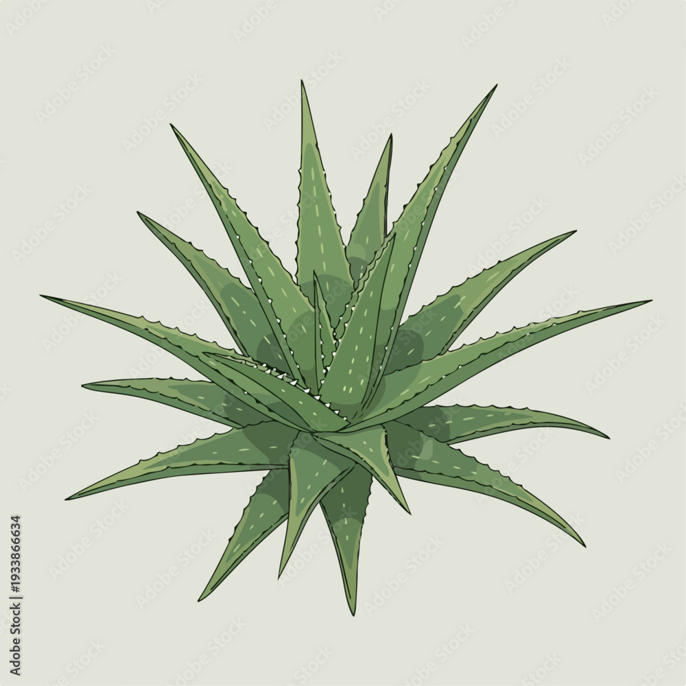 Fototapeta premium Aloe vera cartoon vector illustration